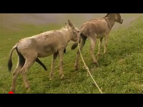Horse fucks donkey while horny zoo lover watches.